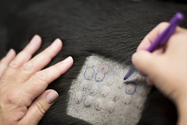 En person som skriver på ett svart djur.