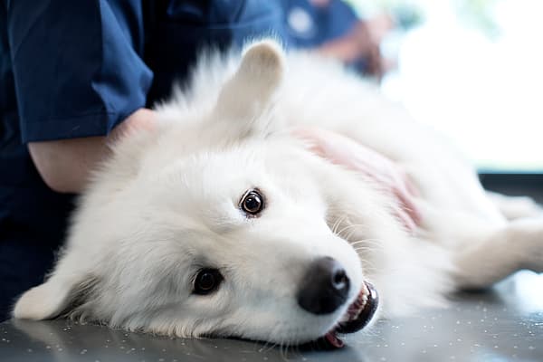 En vit finsk lapphund ligger på ett undersökningsbord och examineras.