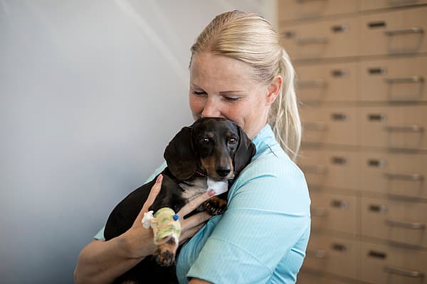 Blonde, kvinnlig veterinär håller om en svart tax med stora öron.
