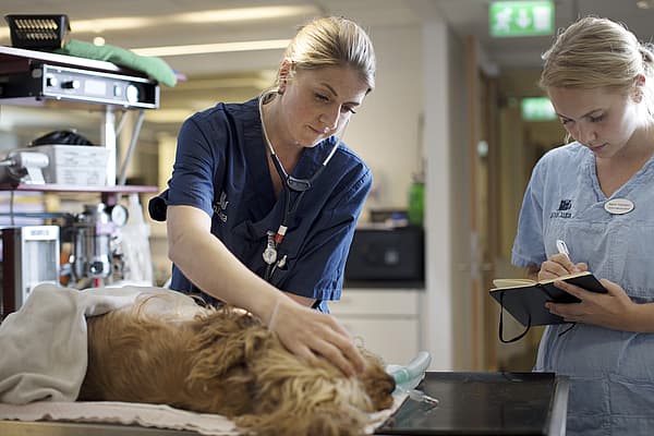 En hund ligger på ett undersökningsbord och examineras av två veterinärer. Den ena undersöker hundens mun och den andra skriver anteckningar i en block.