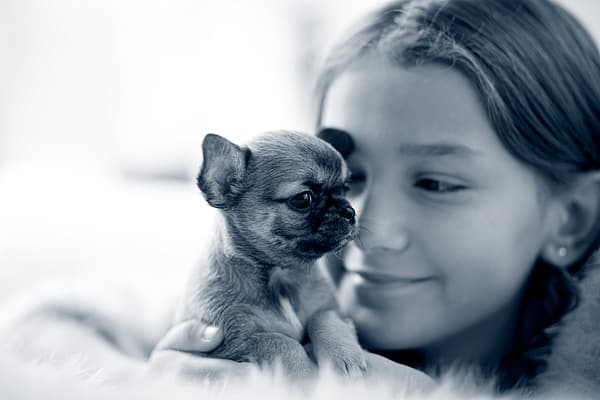 En flicka håller i en liten chihuahua valp.