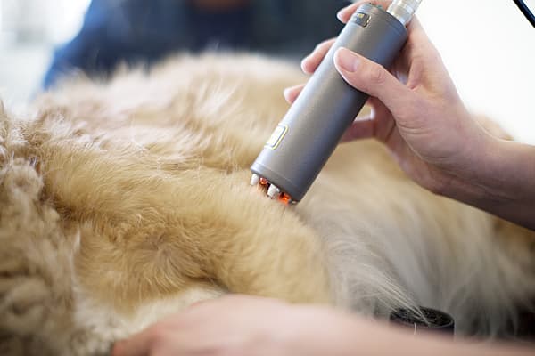 Hand håller i ett silvrigt, runt preparat och behandlar en hund.