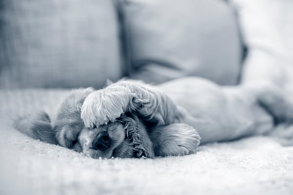 En liten valp ligger på soffan och har lagt tassen över ansiktet.