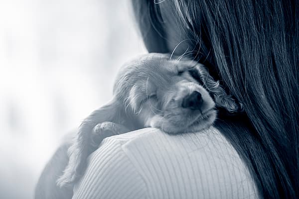 En Cavalier King Charles Spaniel valp sover på en persons axel.