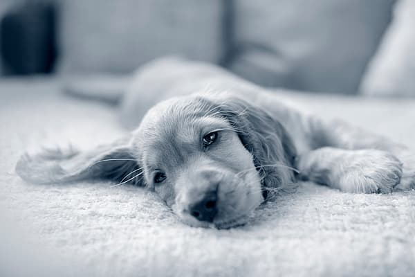 En Cocker Spaniel-valp ligger ner på en soffa.