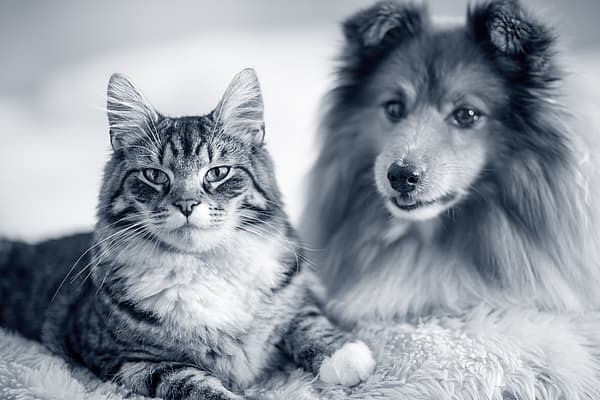 En katt och hund som ligger på en filt.