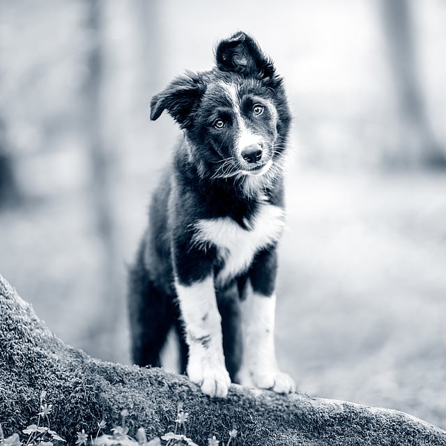En hund som står på en stock.