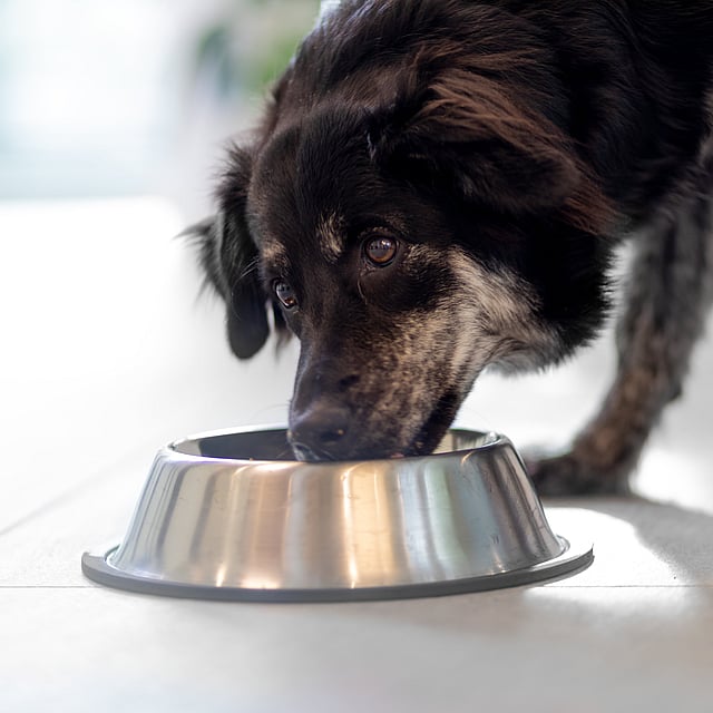 En svartfläckig hund böjer sig ner och äter från en silvrig hundskål.