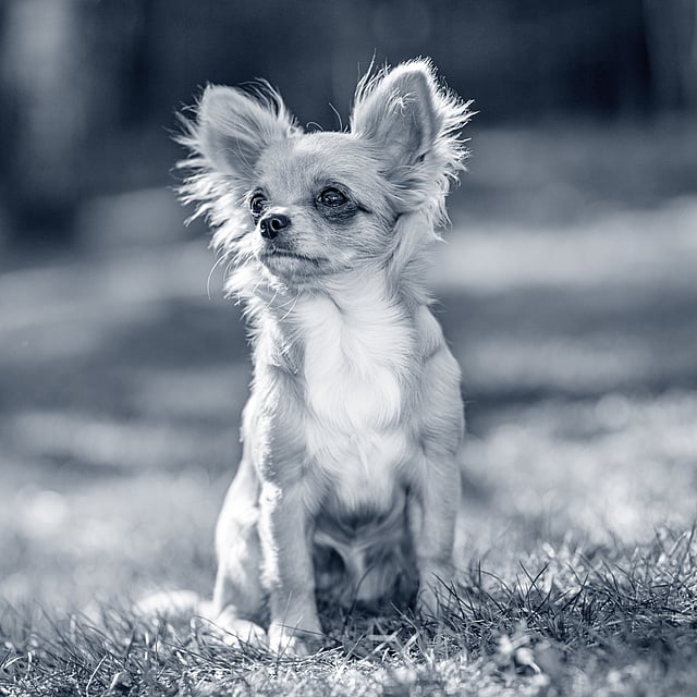 En långhårig chihuahua sitter på en gräsmatta.