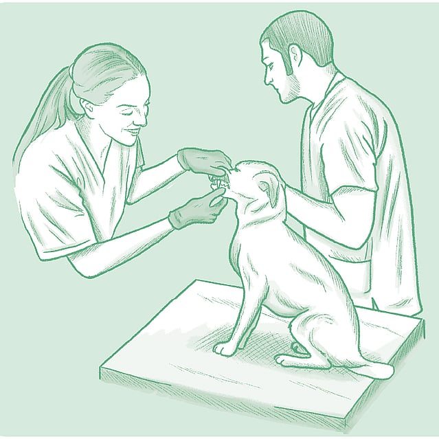 Teckning på två veterinärer som undersöker en hund. Teckningens bakgrund är grön.
