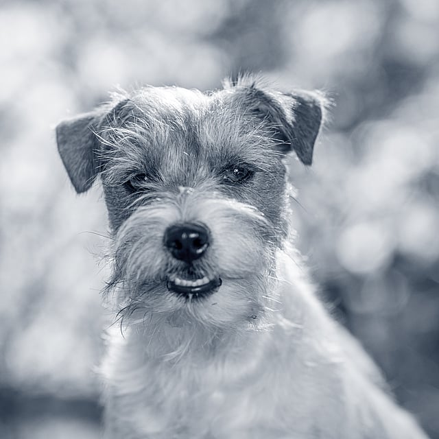 En liten och glad hund kollar mot kameran.