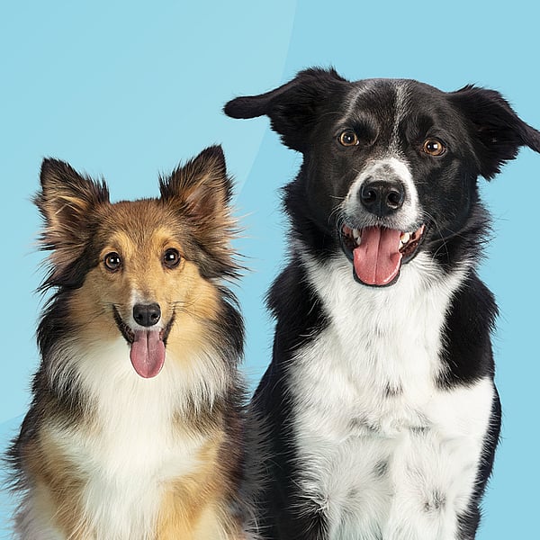 Ett par hundar som sitter tillsammans.