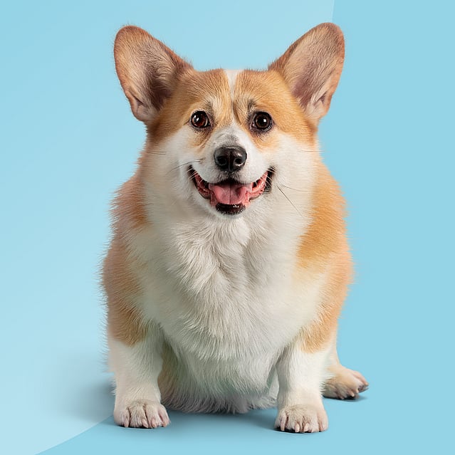 En corgi står framför en blå bakgrund.