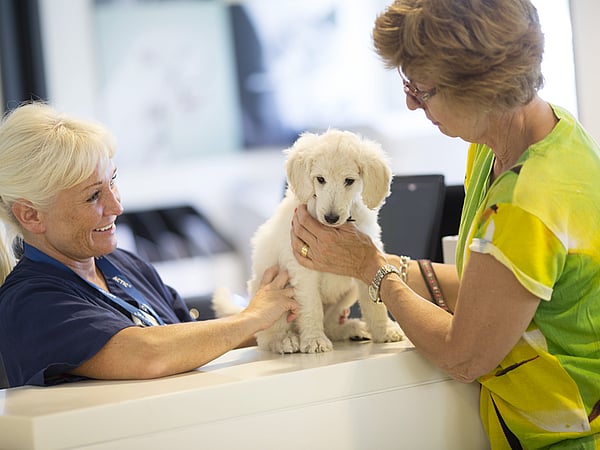 En person som klappar en vit valp.