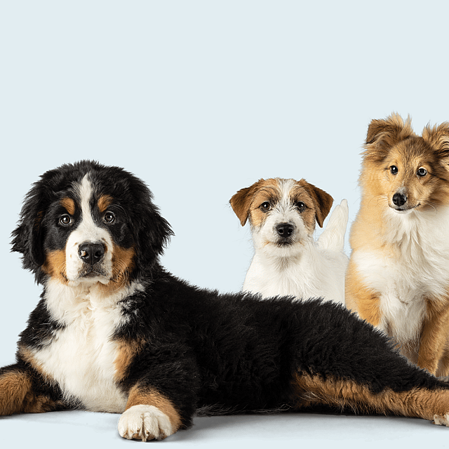 Tre valpar, en berner sennenhund, en jack russell terrier och en shetland sheepdog kollar mot kameran.