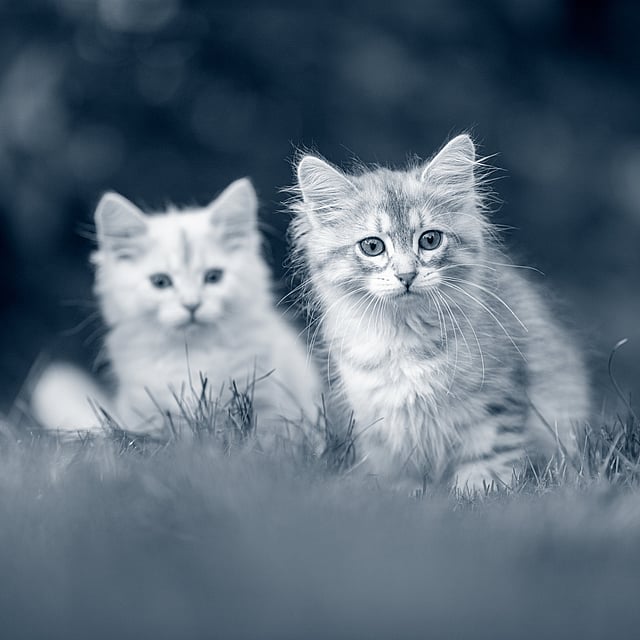 Två katter i gräset.