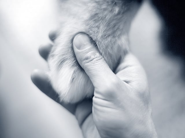 En hand håller i en fluffig tass.
