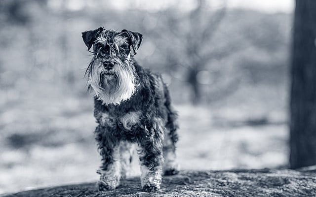En lite blöt svartbrun dvärgschnauzer i skogen.