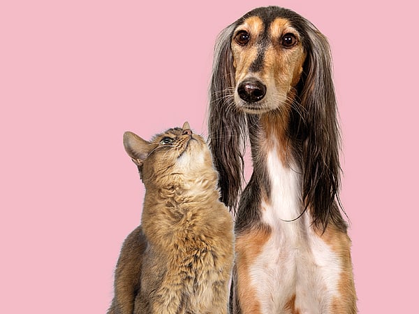 En katt och en hund står framför rosa bakgrund.