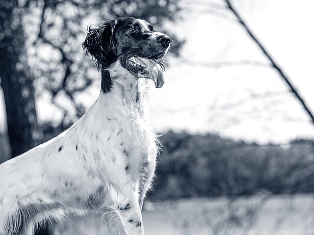 En engelsk setter med vit kropp och svart hund står ute i naturen och sticker ut tungan.