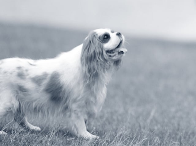 En liten Cavalier King Charles Spaniel med lång, vågig päls och stora ögon, står på en gräsmatta och tittar uppåt med öppen mun och tungan ute. Bilden är i svartvitt.