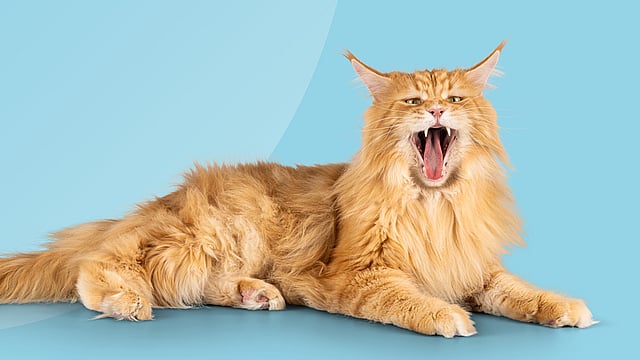 En katt med öppen mun.