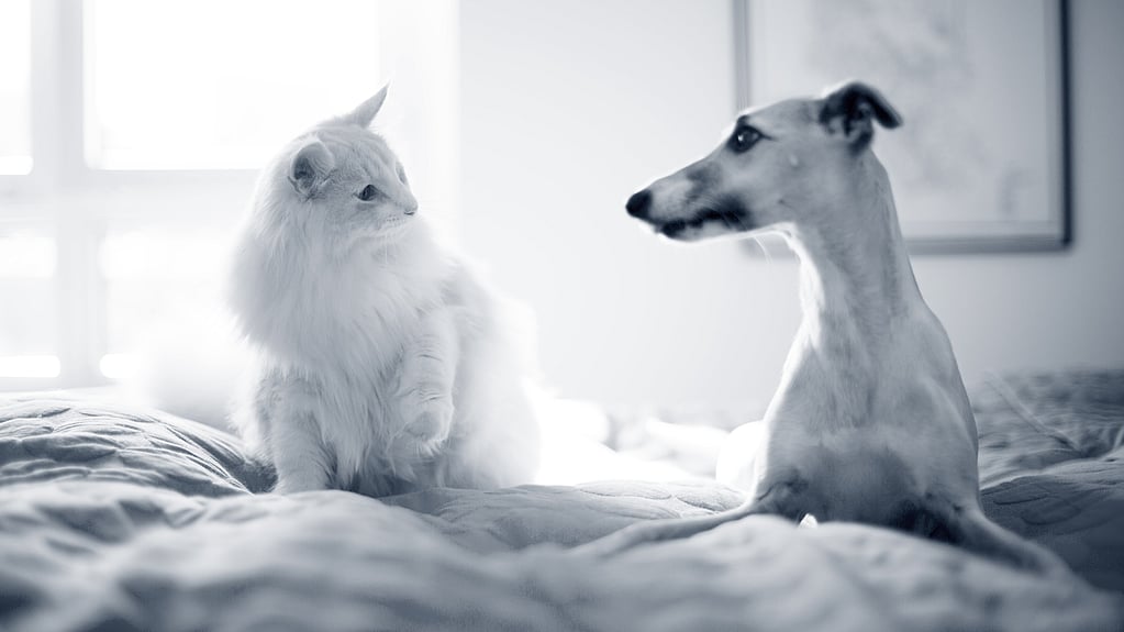 En katt och hund som sitter på en säng.