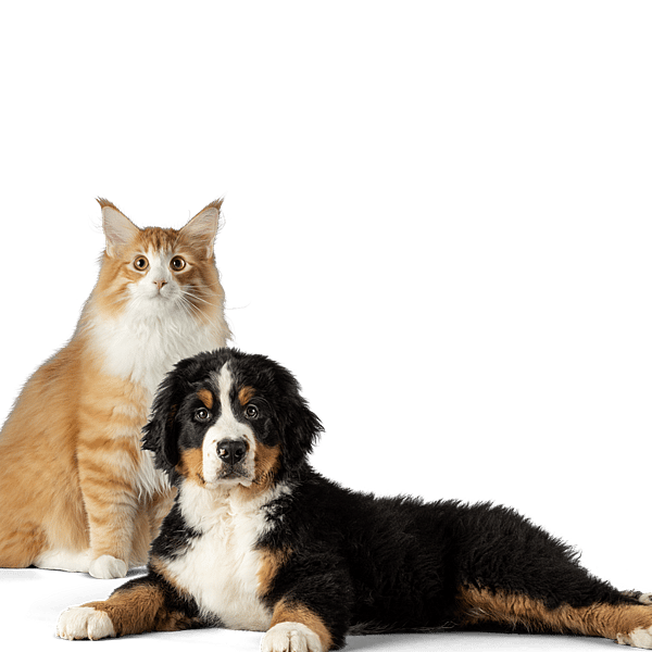 En katt och en hund som tittar på kameran.
