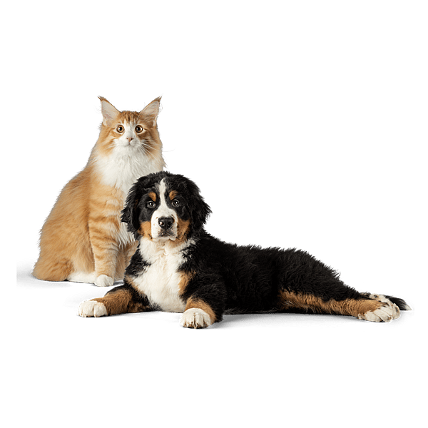 A cat and dog looking at camera.