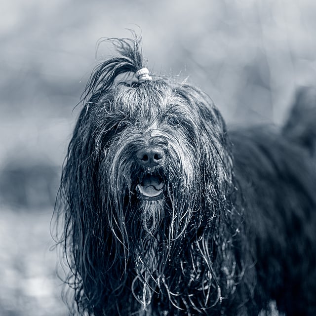 Svart, långhårig blöt hund ute i skogen.