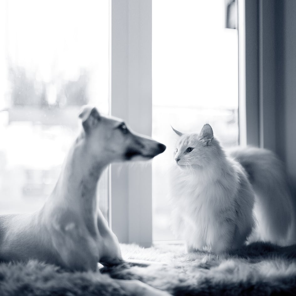 Hund och katt står vit ett fönster.