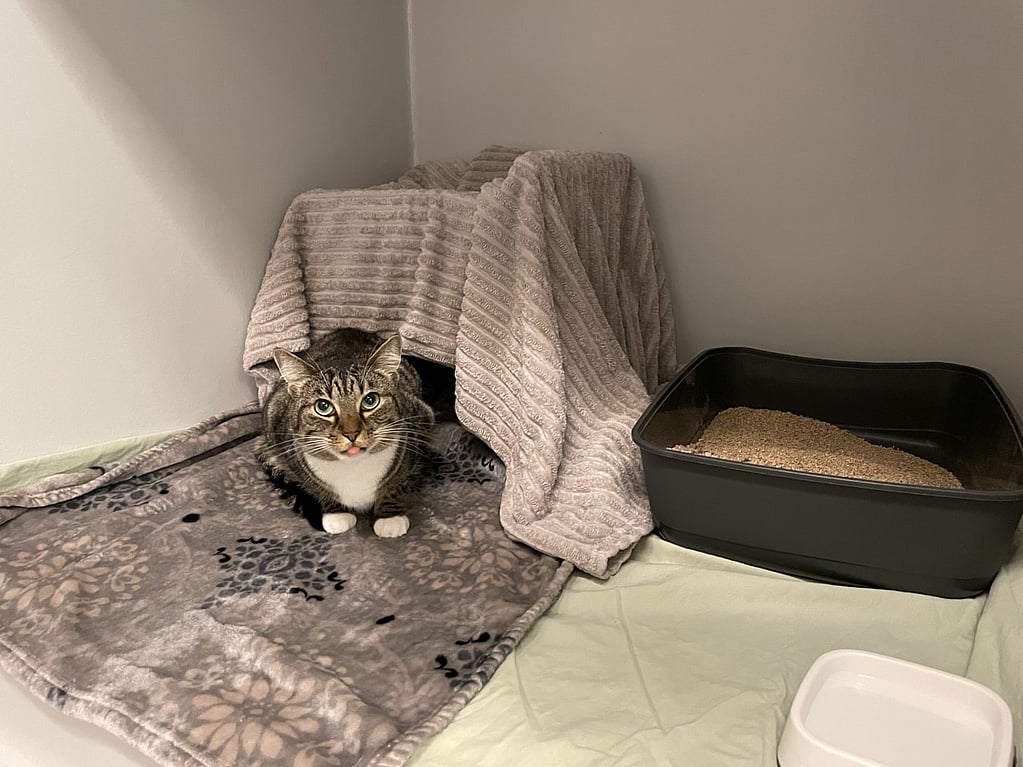 Grå katt ligger på en filt vid sin bur och sandlåda.