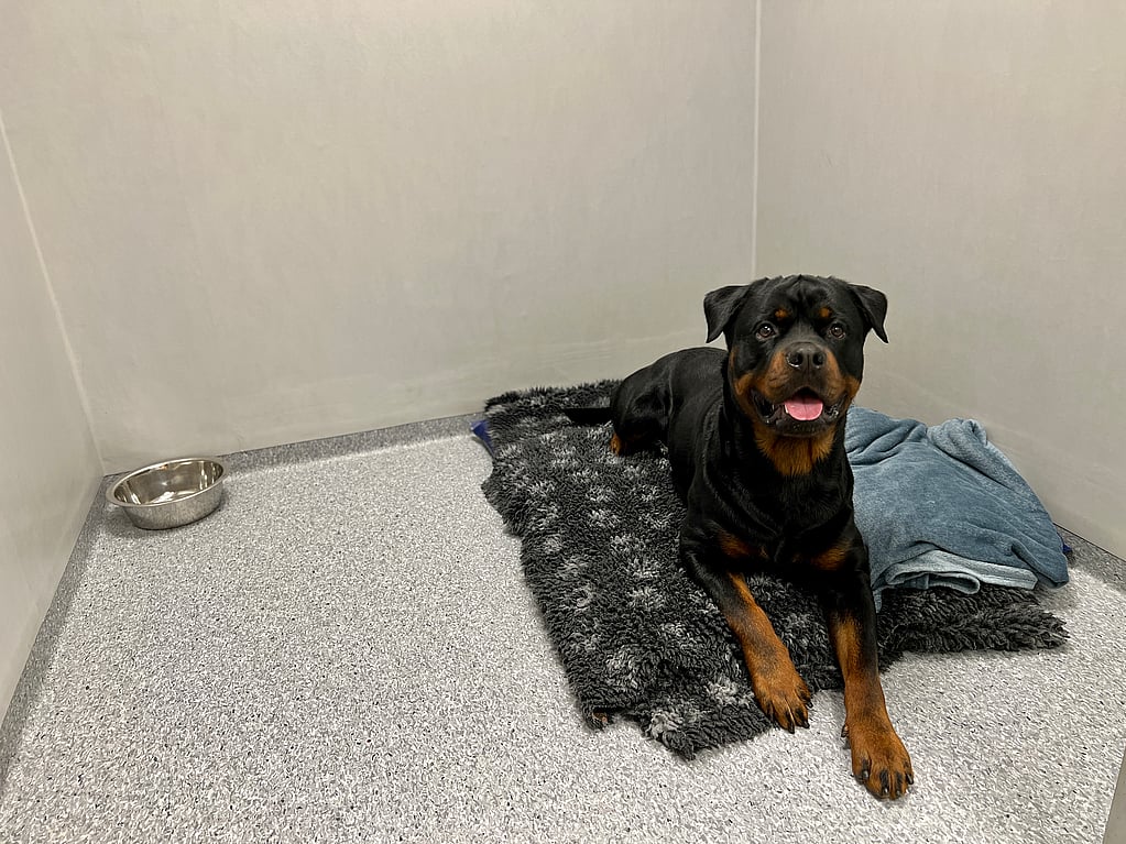 Rottweiler ligger på en filt.
