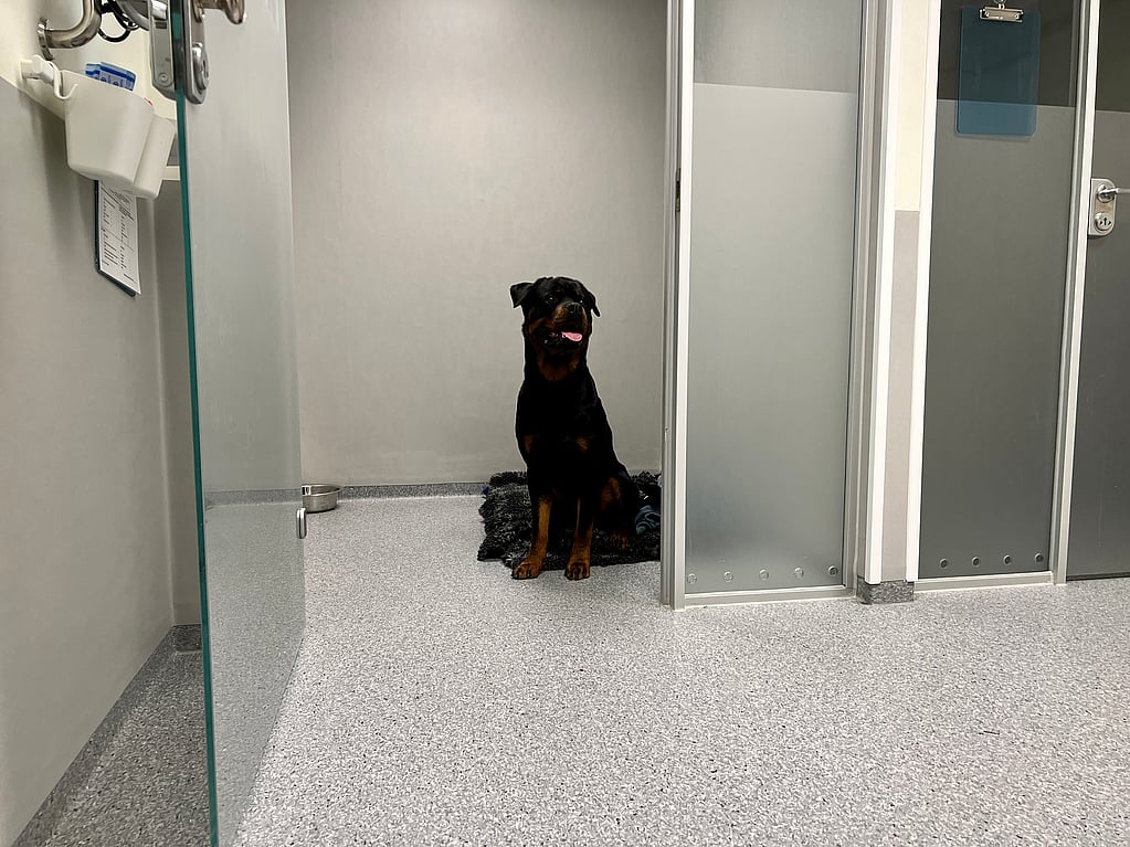 En rottweiler sitter bakom en dörr.