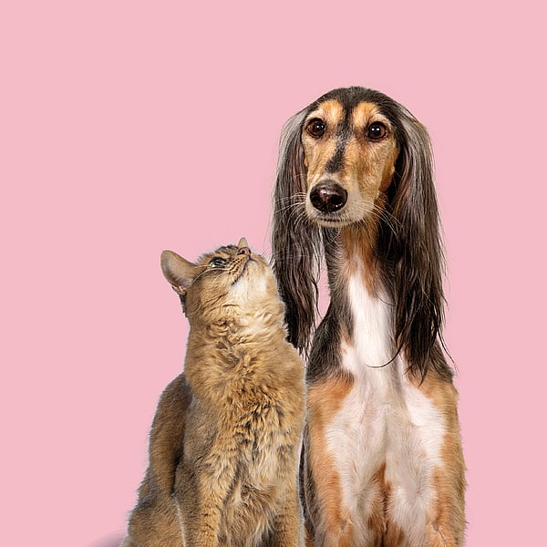 En hund och katt som tittar upp.