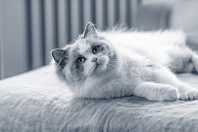 En vit katt med stora öron.