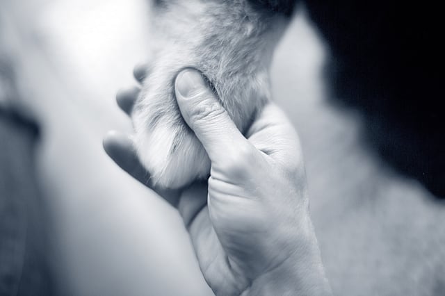 En hand med en fluffig svans.
