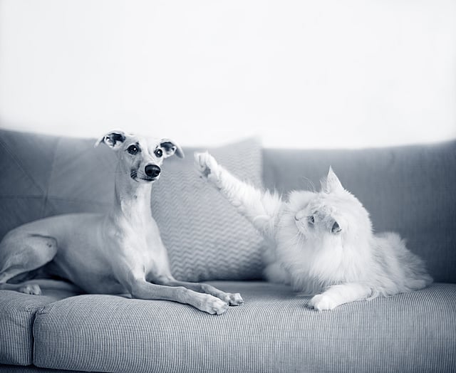 En vit, långhårig katt och en ljushårig hund ligger på en soffa. Hunden tittar mot kameran medan katten tittar på hunden. Katten har lyft sin tass och det ser ut som att den vill klappa hunden.