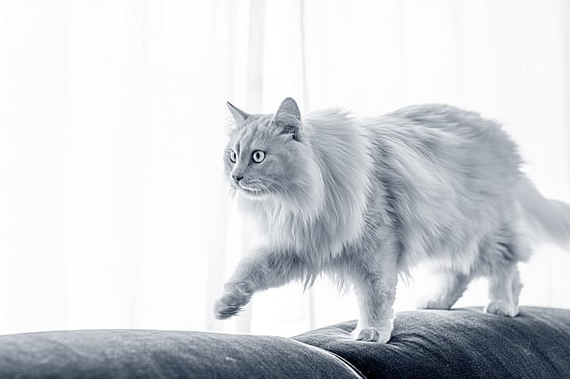 En katt som går på en soffa.