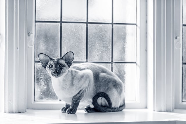 Siames framför ett fönster.