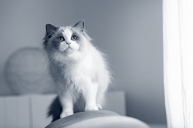 En Ragdoll inomhus kollar uppåt.