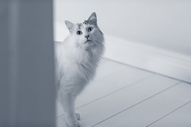 En turkisk van katt syns halvt bakom en dörr.