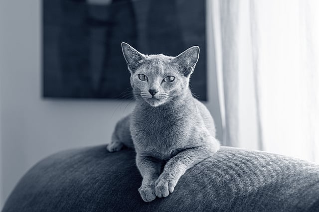 En russian blue katt ligger på en soffkudde.