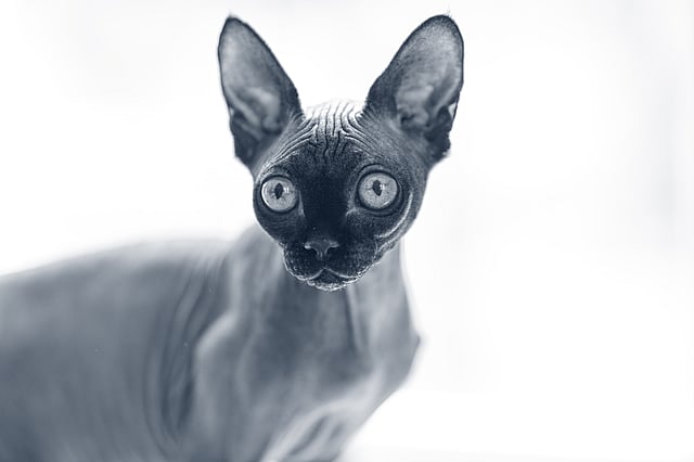 En Sphynx kollar åt vänster.