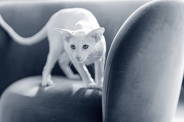 En vit orientaliskt korthår katt går på en soffa.