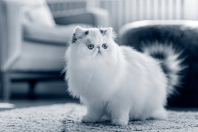 En perser sitter på golvet inomhus.