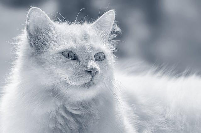 En vit turkisk angora katt kollar åt höger.