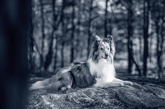 A dog lying on a rock in the woods.