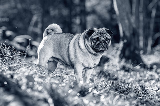 En mops står ute i naturen.