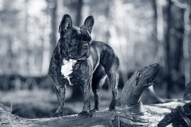 Mörk fransk bulldog kollar åt sidan.